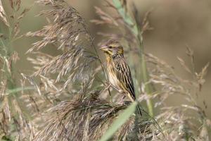 Streaked weaver or Ploceus manyar observed in Greater Rann of Kutch in Gujarat photo