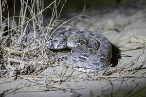 echis carinato o a escala de sierra víbora, un venenoso serpiente, observado en corrió de kutch foto