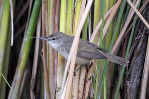 clamoroso Junco curruca o acrocefalia estentóreo observado cerca nalsarovar India foto