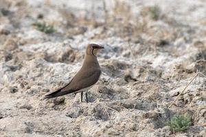 Collared pratincole or Glareola pratincola observed near Nalsarovar in India photo