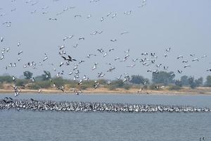 señorita grua o grus Virgo observado cerca nalsarovar en gujarat, India foto