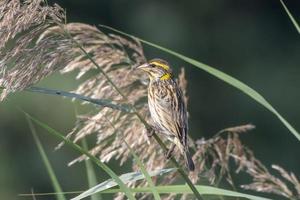 Streaked weaver or Ploceus manyar observed in Greater Rann of Kutch in Gujarat photo