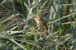 Streaked weaver or Ploceus manyar observed in Greater Rann of Kutch in Gujarat photo