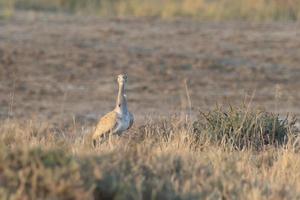 MacQueen's bustard a winter migrant to Greater Rann of Kutch in Gujarat, India. photo