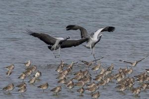 Demoiselle crane or Grus virgo observed near Nalsarovar in Gujarat, India photo