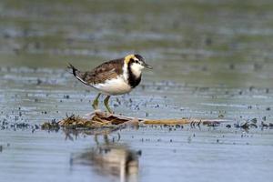 Pheasant-tailed jacana or Hydrophasianus chirurgus observed at Nalsarovar, India photo