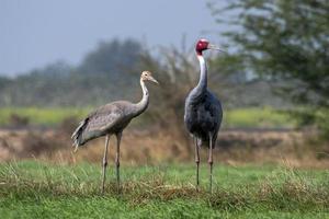 sarus grua o Antígona Antígona observado cerca nalsarovar en gujarat, India foto