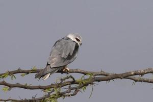 alas negras cometa o elano caeruleus observado cerca nalsarovar en gujarat, India foto