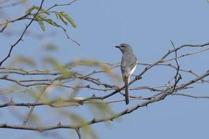 Small minivet or Pericrocotus cinnamomeus observed in Greater Rann of Kutch photo