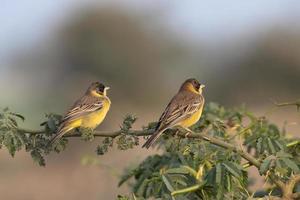 par de cabeza negra verderón o emberiza melanocéfala observado cerca nalsarovar foto