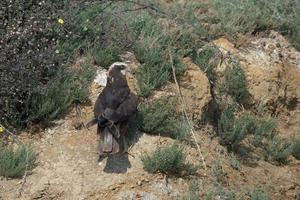 Western marsh harrier or Circus aeruginosus observed in Greater Rann of Kutch photo