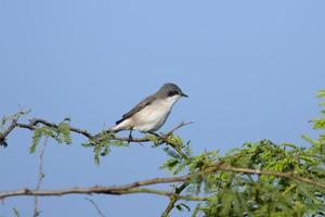 Lesser whitethroat or Curruca curruca observed in Greater Rann of Kutch in India photo