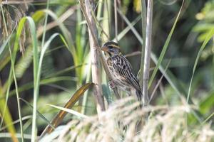 Streaked weaver or Ploceus manyar observed in Greater Rann of Kutch in Gujarat photo