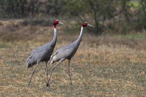 Sarus crane or Antigone antigone observed near Nalsarovar in Gujarat, India photo