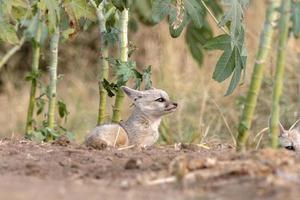 cachorros de Bengala zorro o vulpes bengalí observado cerca nalsarovar en gujarat foto