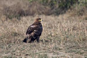 Steppe eagle or Aquila nipalensis observed in Greater Rann of Kutch in Gujarat photo