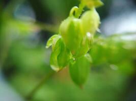 Green Plant Macro Photo with Blurred Background