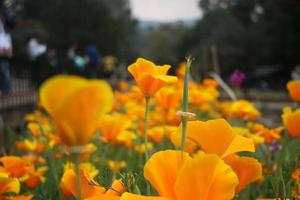 The flowers in the garden look very beautiful photo