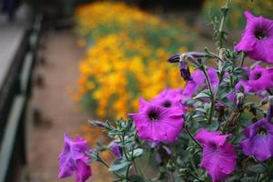 The flowers in the garden look very beautiful photo