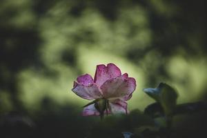 white-pink rose in a summer garden against a background of green leaves photo