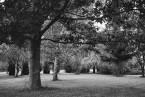 verano paisaje en el parque en un calentar nublado día foto