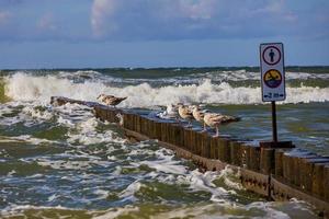 seagulls sitting on a wooden breakwater on a warm sunny summer day at the beach of the  Baltic Sea photo