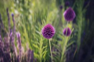 púrpura flor en de cerca en un verde jardín antecedentes foto