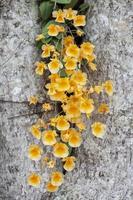 Dendrobium lindleyi Steud or Honey fragrant is yellow orchid flower bloom in the garden on blur big tree trunk background. photo