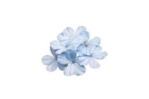 Beautiful blue cape leadwort or Plumbago auriculata isolated on white background, Is a Thai herb and contains prevent cancer substances and nourishes the heart. photo