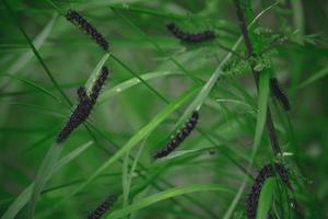 caterpillars on green leaves in the meadow photo