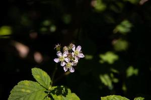 blanco frambuesa flor en el jardín en un verde antecedentes foto