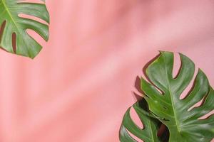 Monstera leaves on pink background. Flora  wallpaper backdrop. photo