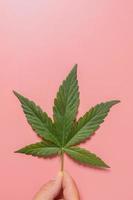 Weed, cannabis, hemp, marijuana leaf on colorful background. photo