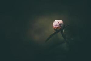 pink peony on the background of green gardens on a summer day photo