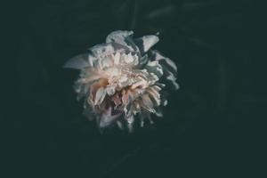 pink peony on the background of green gardens on a summer day photo