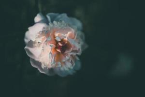 pink peony on the background of green gardens on a summer day photo