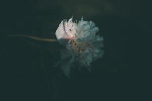 pink peony on the background of green gardens on a summer day photo