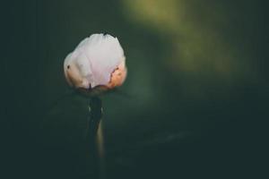 pink peony on the background of green gardens on a summer day photo