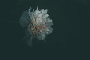 pink peony on the background of green gardens on a summer day photo