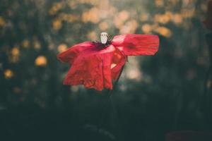 amapolas creciente entre verde césped en un verano día foto