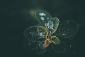 rain drops in close-up on the leaves of the plant photo