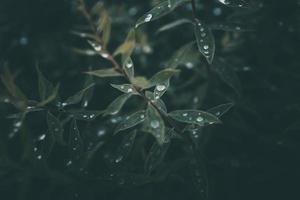 rain drops in close-up on the leaves of the plant photo