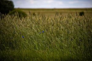 agricultural landscape in Poland on a summer day photo