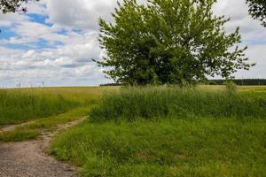 landscape narrow dirt road among green trees photo