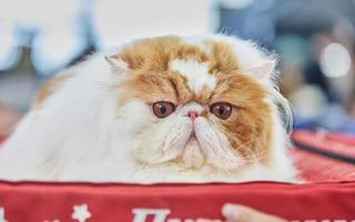 Bicolor Persian cat is sitting on her house photo