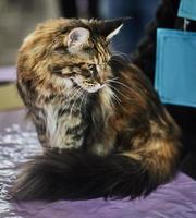 Maine Coon is native breed of American cats, characterized by large size and impressive body weight photo