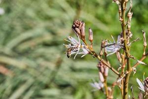 ramificado asfódelo un especies de asfódelo además conocido como del rey varita mágica, del rey personal y pequeño asfódelo, sus botánico nombre es asfódelo ramosus. abeja en flor coleccionar polen foto