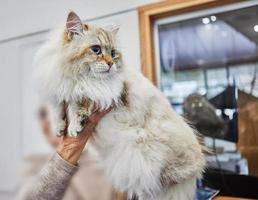 Siberian cat in the hands of the owner photo