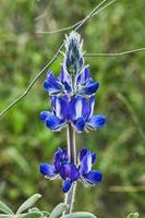 Purple mountain lupine in the rays of the setting sun photo