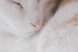 linda pequeño blanco rojo dormido gato en de cerca foto